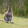 Klokan rudokrky - Macropus rufogriseus - Bennetts wallaby 5489